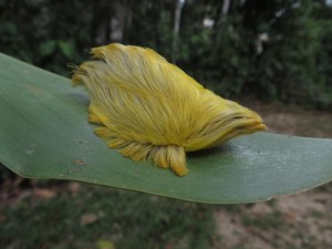 A flannel leaf caterpillar in the Amazon